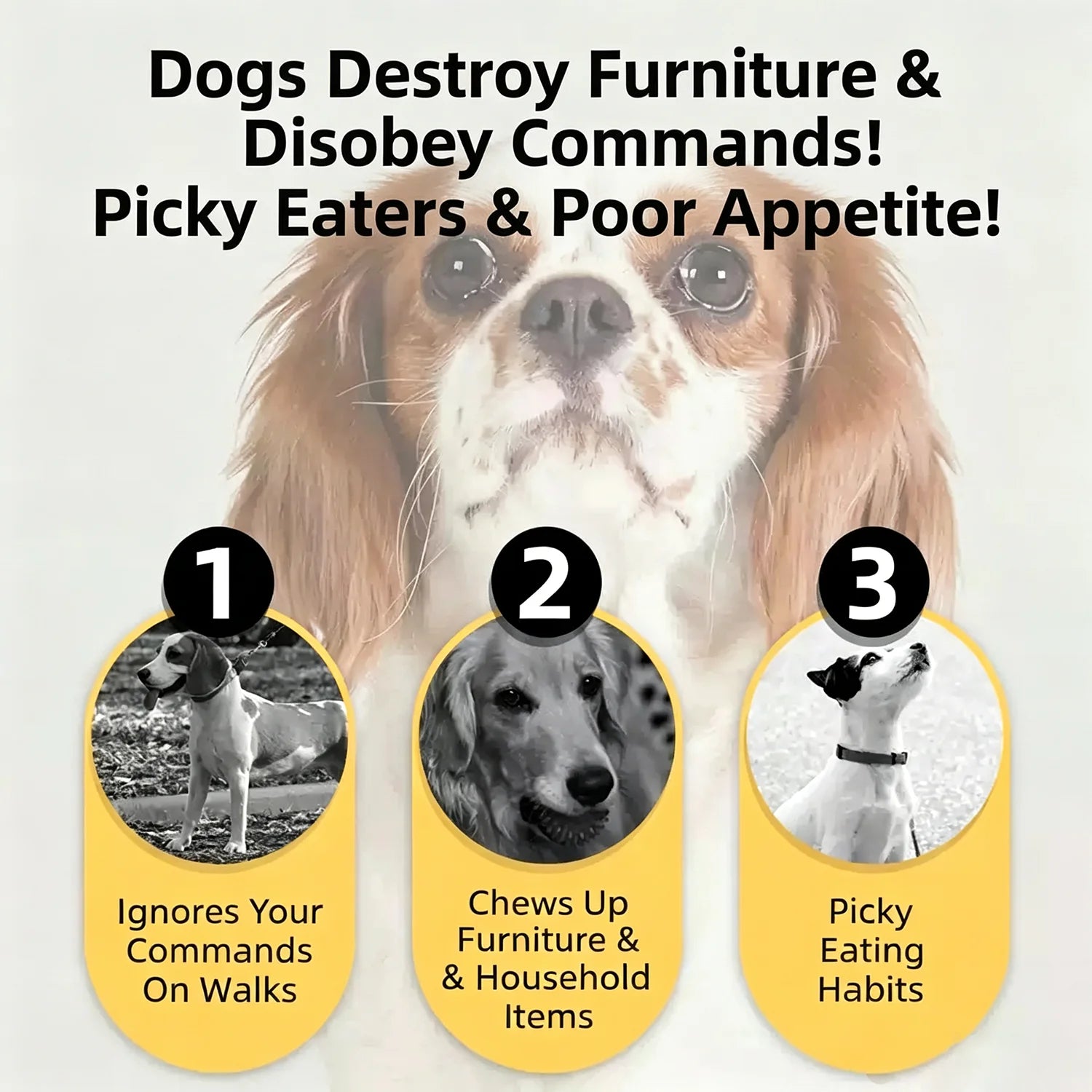 Premium Beef Jerky Dog and Cat Training Treats
