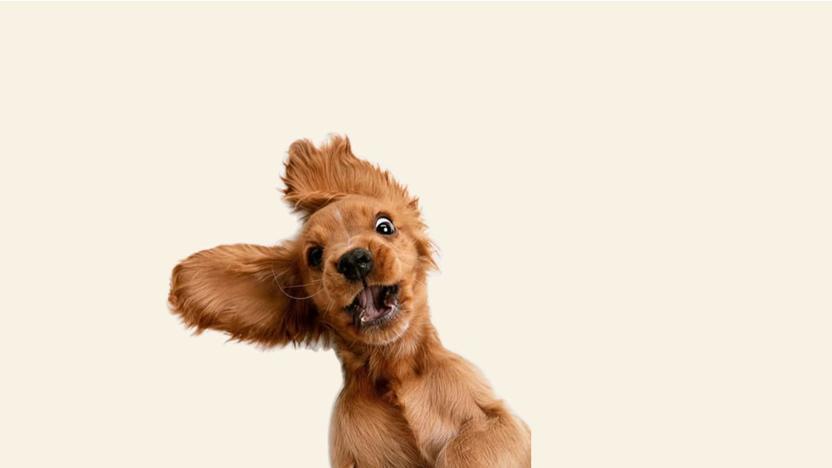 A golden retriever dog lying on its back against a solid cream background, looking up with its mouth open.